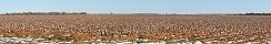 Cotton Field Outside Quitaque (Texas, USA)