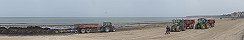 Le ramassage et l'vacuation des algues sur la plage (Grandcamp-Maisy, Calvados, France)