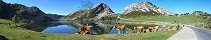 Cattle by Lake Enol in Peaks of Europe (Asturias, Spain)