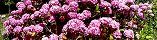 Pink Hydrangeas in the Garden (Grandcamp-Maisy, Calvados, France)