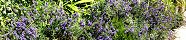 Lavender in the Garden (Grandcamp-Maisy, Calvados, France)