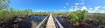 Boardwalk at Rookery Bay Estuarine Research Reserve (Naples, Florida, USA)