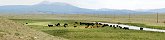 Troupeau de vaches dans la valle de South Park (Colorado, Etats-Unis)
