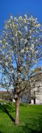 Cerisier en fleurs  Thaur (prs d'Innsbruck, Tyrol, Autriche)