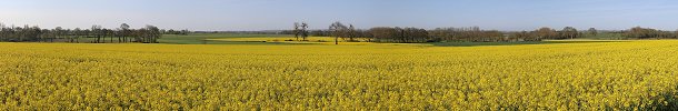 Click here to download wp_lespasrapeseedfield.zip